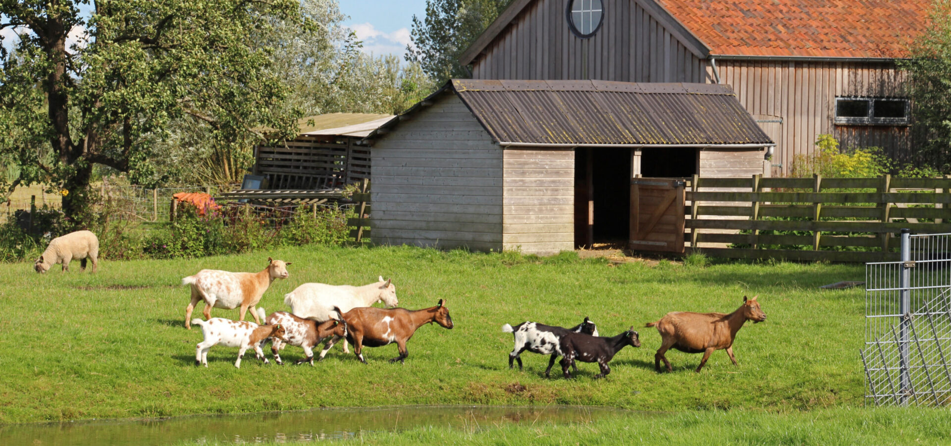 Slide afbeelding voor Dierenweide Goverwelle