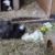 Bekijk deze afbeelding van Cavia's op Dierenweide Goverwelle 