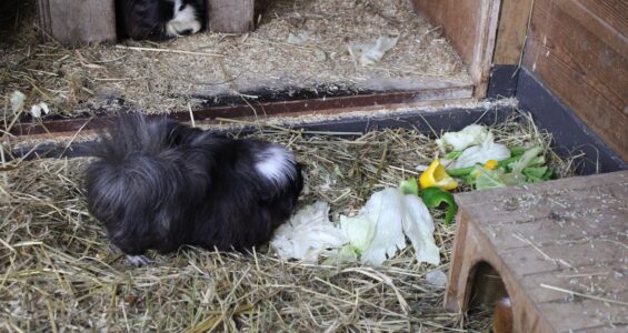 Bekijk deze afbeelding van blog Cavia's op Dierenweide Goverwelle