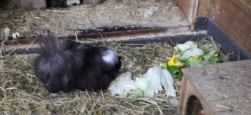 Bekijk deze afbeelding van Cavia's op Dierenweide Goverwelle